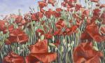 poppies_copy1